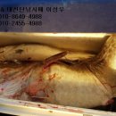 오산항낚시터 네이버블로그