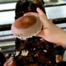 이인농장 이미지