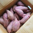 화산고구마 이미지