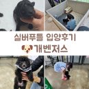 개벤져스 | 실버푸들 입양기 개벤저스에서 만난 어린이날 강아지 입양 후기