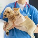 치유동물의료센터 이미지