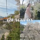 광장로 | 경기도 서울대공원 벚꽃 명소 (실시간 벚꽃 현황, 마지막 스카이리프트) 후기