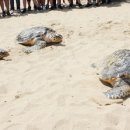 거북 파크 이미지