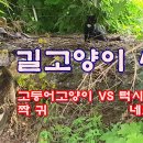 길고양이 영역싸움 Street cat territorial battles 이미지