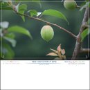 수원-0686 Daum카페
