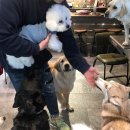 퍼피아이애견 이미지