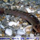 어류도감 이미지