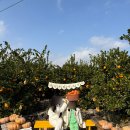 동백가든 | 제주도 아이와 가볼만한곳 파더스가든｜요금·귤따기·동백꽃·승마 체험 한 번에