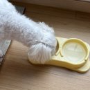 신기2 | 신기펫케어 글루코사민 2개월 급여 솔직 후기