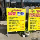 꽈배기정 이미지