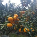 민영농장 이미지