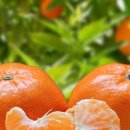 스마일2 농장 이미지