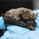 인천광역시 야생동물구조관리센터 이미지