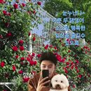 5월의 꽃 넝쿨장미~ 이미지