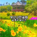 소양댐시민숲공원 | 부산 금계국 실시간 만개 시민공원 꽃놀이 개화 위치와 후기