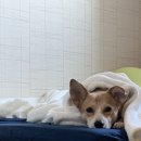 모카모카