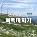 평창군 종합관광안내소 | 평창 가볼만한곳 육백마지기 실시간 개화현황 주차장
