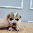 옥천동물병원