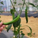 (주)방아다리 이미지