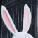 게으른토끼