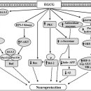 Re: 녹차성분인 epigallocatechin-3-gallate(EGCG)가 fenton 반응을 억제 이미지