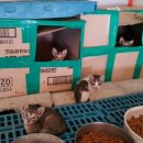 슈퍼염소농장 이미지