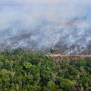 Lutte contre la déforestation : le Parlement européen repousse et assouplit 이미지