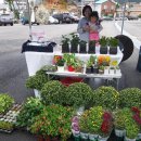 대관령마켓 이미지