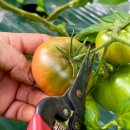 으뜸농장 | 2026년 대저농협 으뜸토마토 2.5kg 5kg 짭짤새콤이 토마토, 농장 수확 후 바로 발송