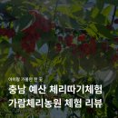 가람농원 | 충남 예산 아이랑 가볼만한 곳 과일따기체험 <가람체리농원>
