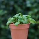 허브내음 이미지