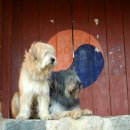 경산의 삽살개육종연구소 이미지