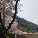 전국 제일의 보곡산골 산벗꽃 축제 이미지