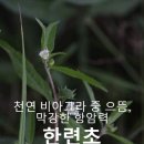 천연 비아그라 중 으뜸,막강한 항암력...한련초 이미지