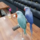 인천조류원 | 인천조류원 방문전..