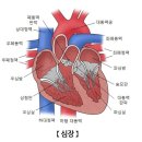 심장을 염통(소금통 이미지