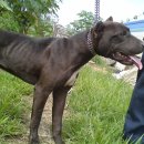 부광주유소 이미지