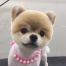 알라딘펫 이미지