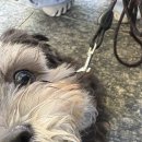 코타강쥐 이미지