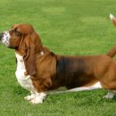 바셋하운드 이미지