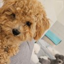 부산애견호텔 강아지유치원 애견미용 맘바이 수영구점 이미지