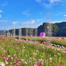 코스모스공원 이미지