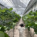 매지밀 딸기농장 | 강원도 원주, 두돌 아기랑 가볼만한곳 “매지밀 딸기농장” 🍓 인생 첫 강원도여행