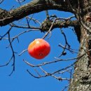 감나무집할머니 이미지