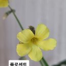 플로센트 이미지