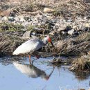 우포의 숲속 이미지