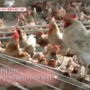 방송양계장 이미지