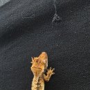 몬스타주 이미지