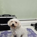 지니펫 애견미용실 이미지