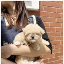 부산강아지분양 유독 이미지